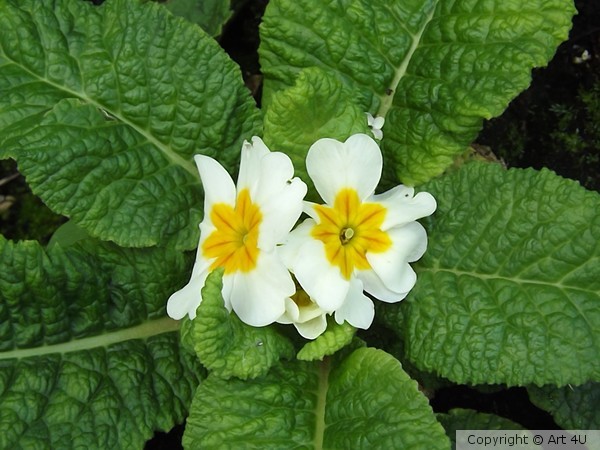 Primula