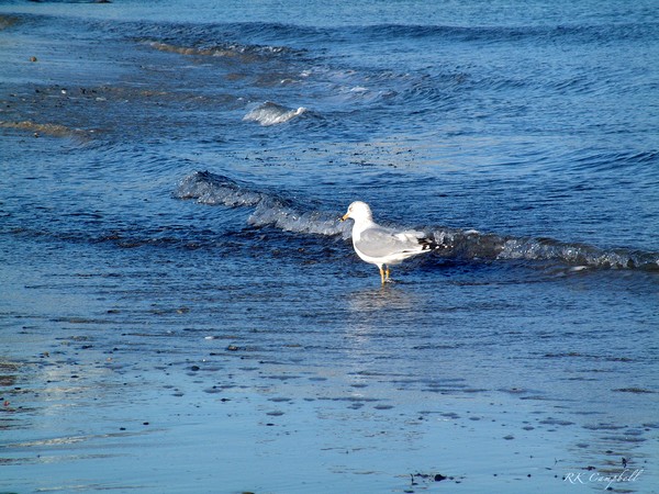 Wave Runner