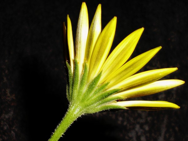 Rain Daisy
