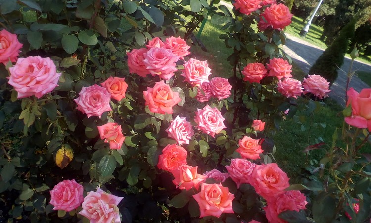 Roses