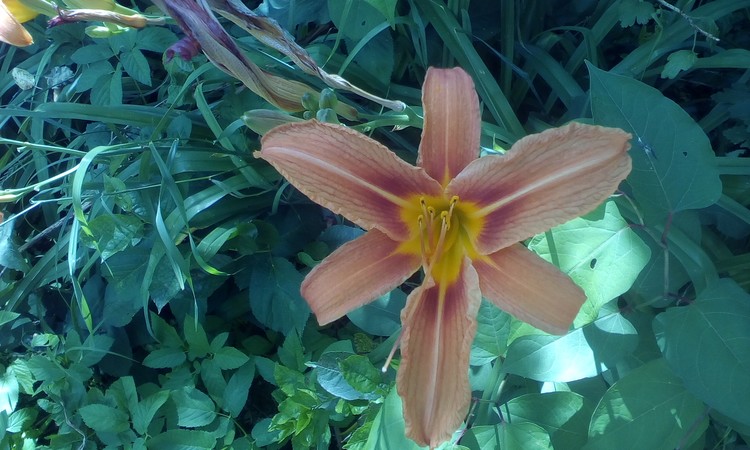 Orange lily