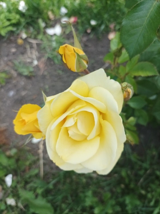Yellow rose