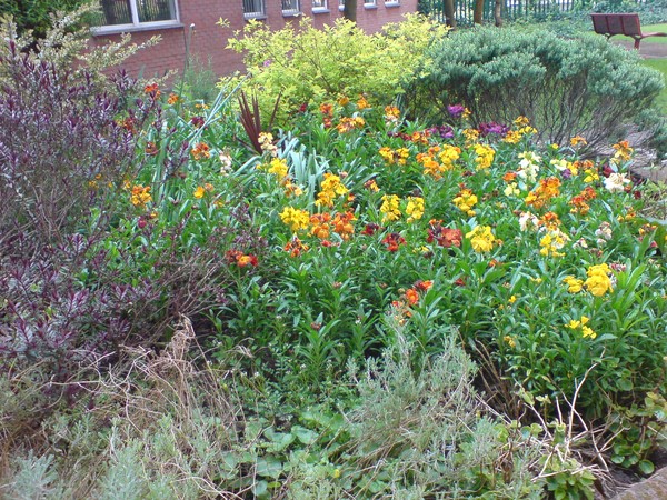 Flowers III