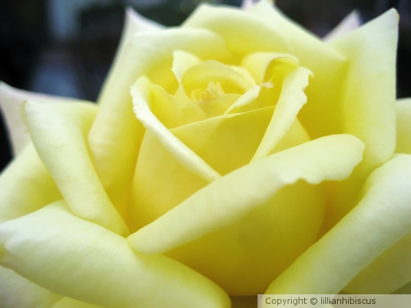 A Yellow Rose