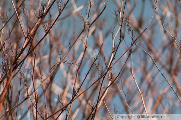 Bare Branches