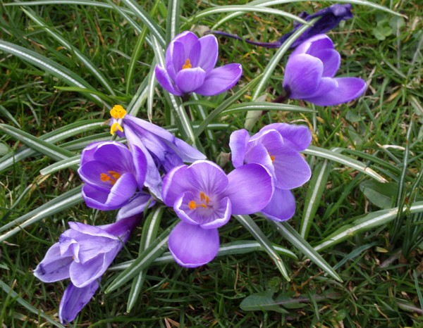 Lilac Flower