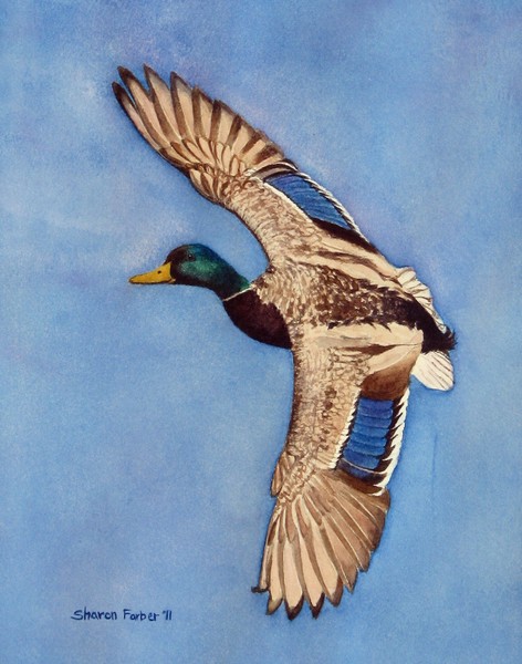 Mallard Duck