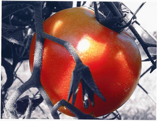 BIONIC TOMATO