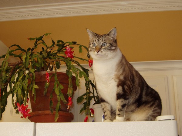 Iris with Christmas Cactus