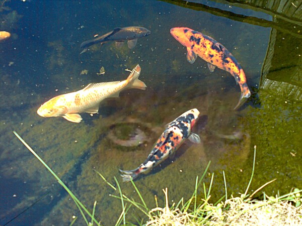 glanze out of the deep