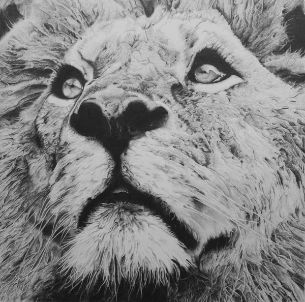 Lion Close Up