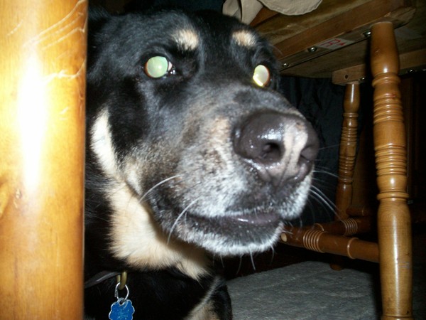 Police K-9 Max under the table