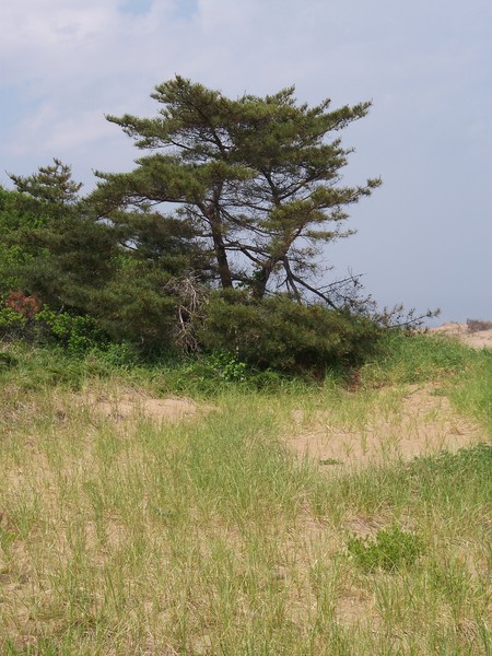 tree amongst the sand dunes