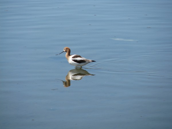 Reflection