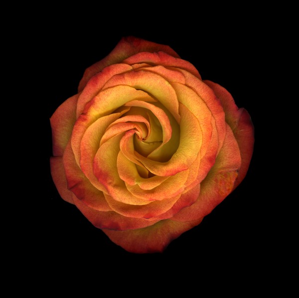Rose detail