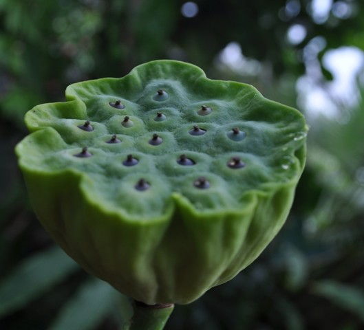 Seeds