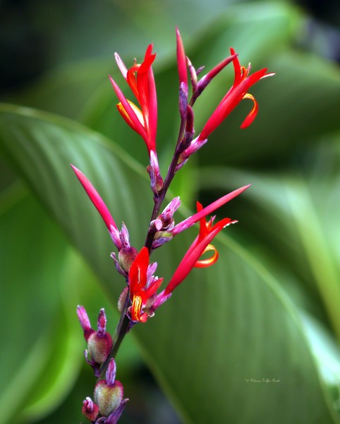 Tongues of Flame