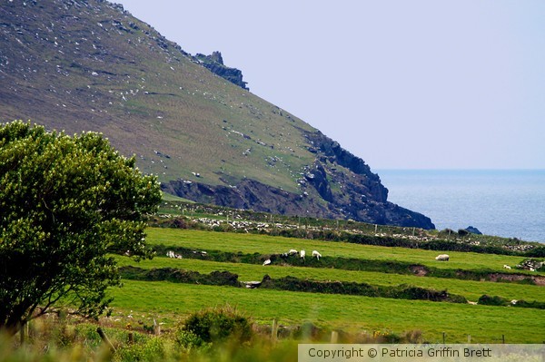 The Sheep With Blue Spots