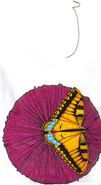 butterfly