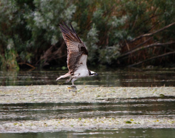 Osprey Capture