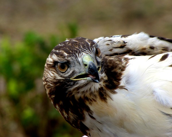 Redtail hawk - on alert!