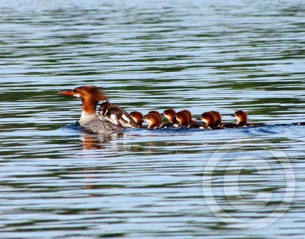 Mergansers on tour!