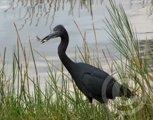 Little Blue Heron with a Fish Lunch!