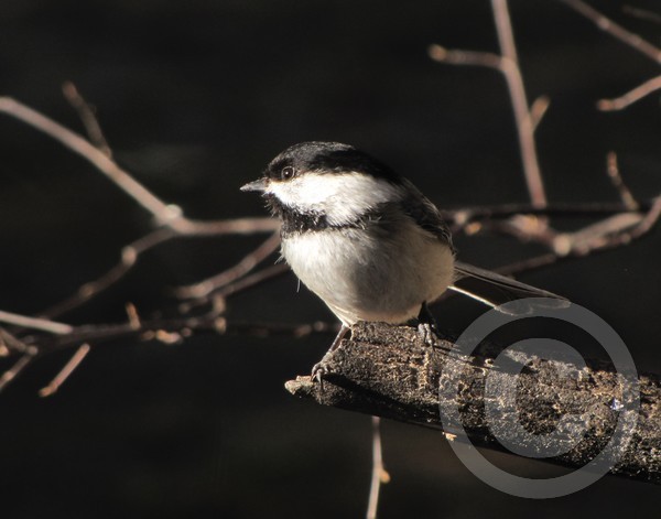 Chickadee-dee-dee