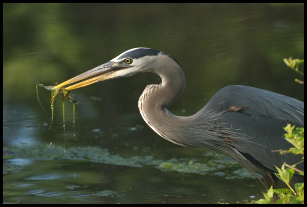 Heron's Breakfast