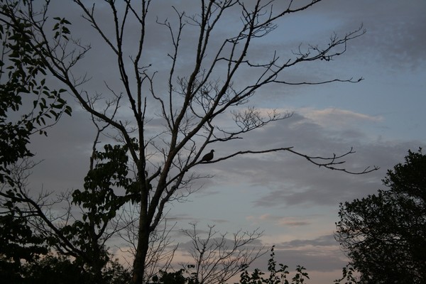 Dove_at_Dusk