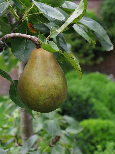 Pear Tree