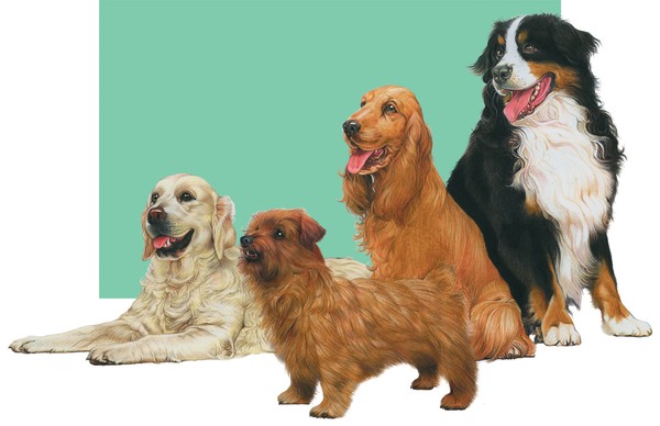 Dogs