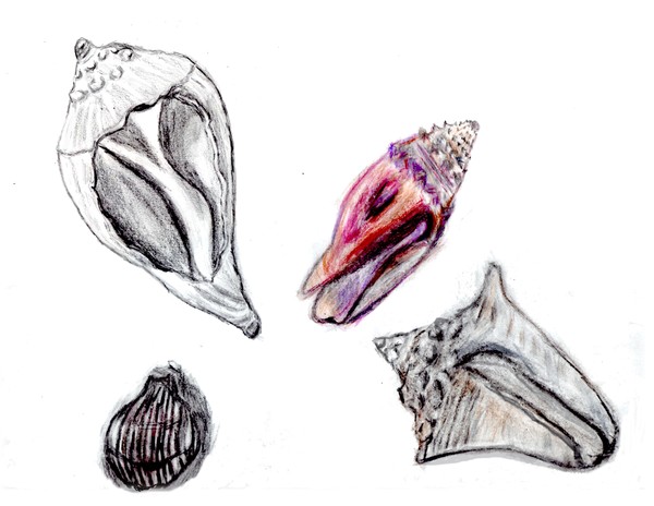 Shells