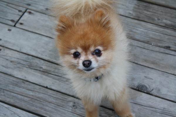 My Dog