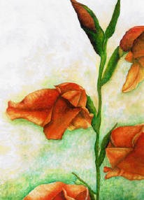 Gladiolas
