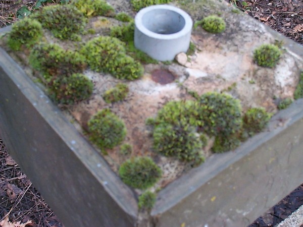 Moss on Post