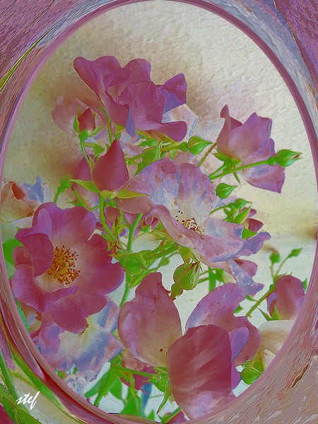 some little roses for Joanie
