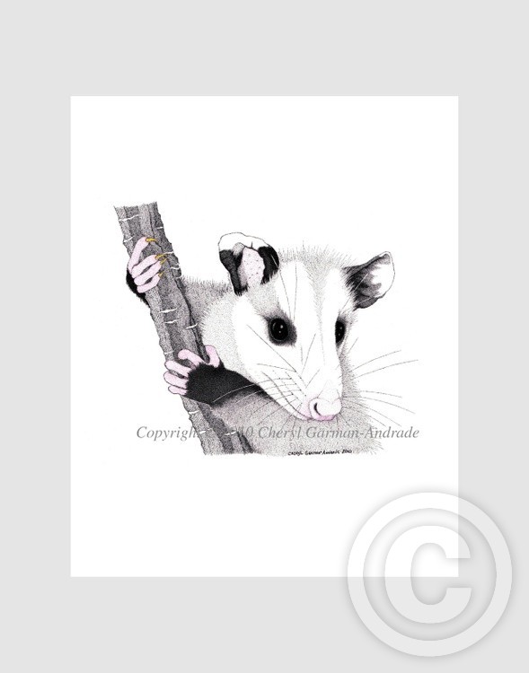 Opossum Pen and Ink Pointillism