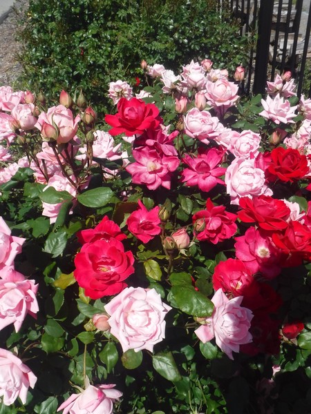  HAPPY BIRTHDAY DEAR RUTH 