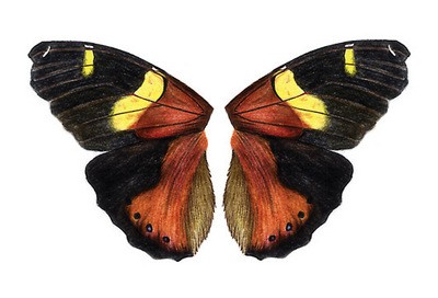 Yellow Admiral Butterfly