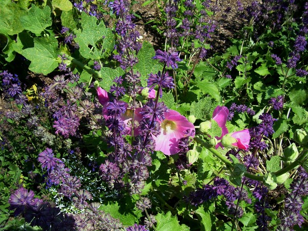 Photo taken at the Fells in the perennial gardens.