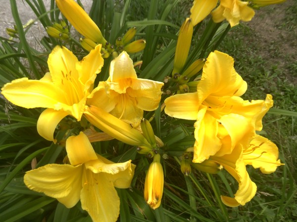 my day lillies