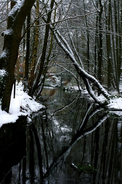 Reflections on the stream