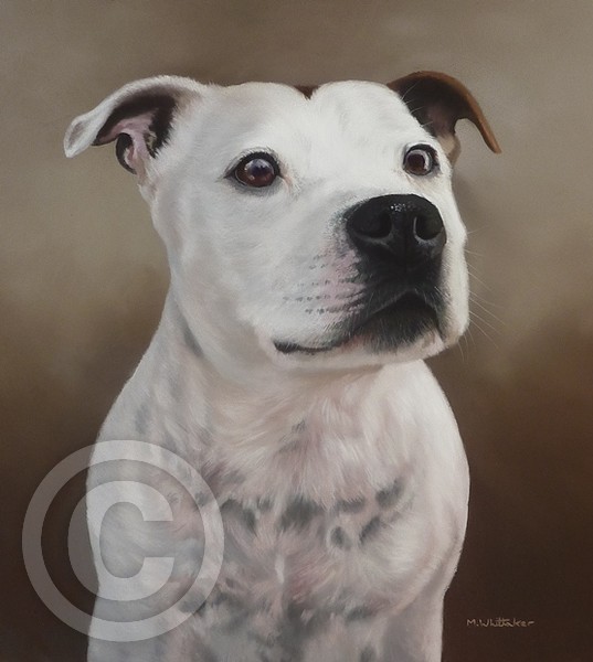 Staffordshie Bull Terrier