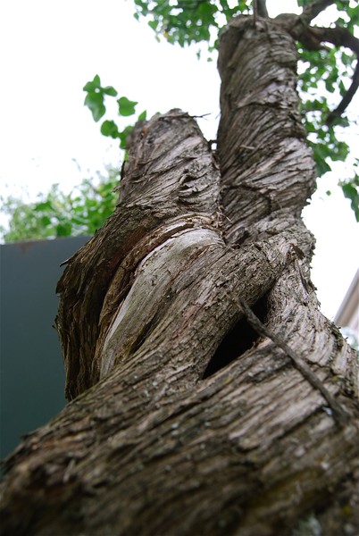 Twisty Tree