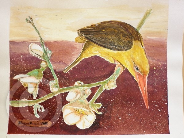 Brown-winged kingfisher