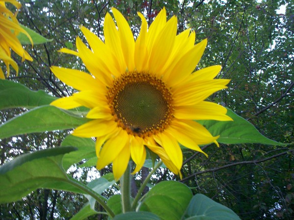 mellow yellow