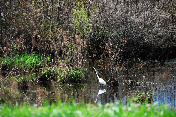 crane