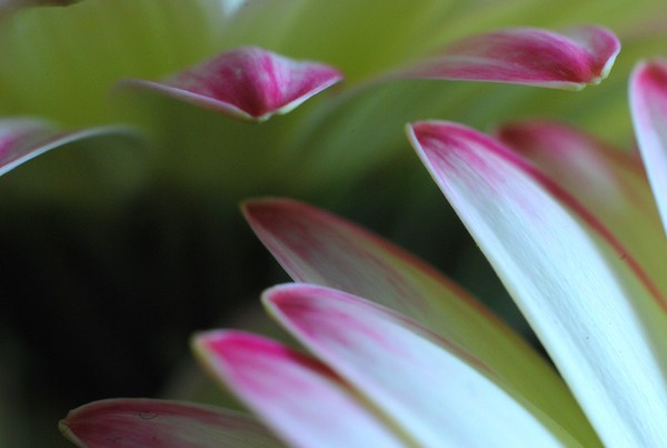 macro petals