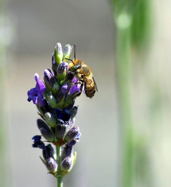 Nikon_06032009_3528